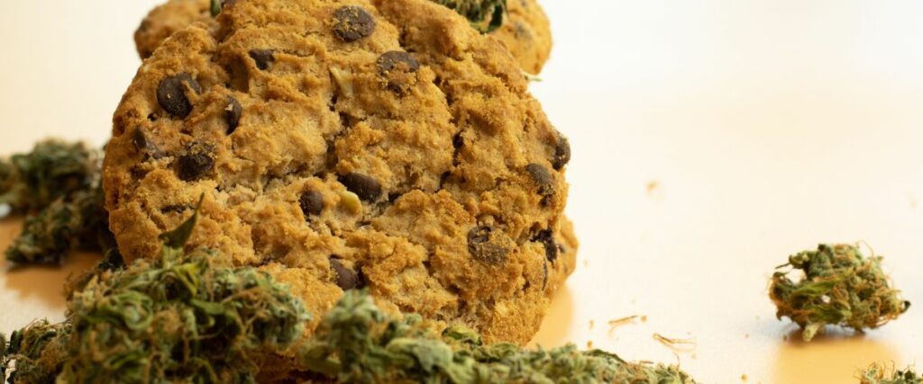 A large oatmeal cannabis cookie surrounded by cannabis buds.