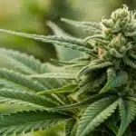 Close-up of a Mac 1 Regular bud with rich green hues and dense trichomes.