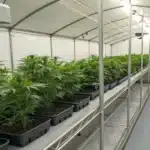 Tips for Successfully Nurturing Weed Seedlings to Thrive