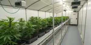 Tips for Successfully Nurturing Weed Seedlings to Thrive