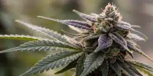 Close-up of a Mamba Negra CBG bud with dark hues and prominent resin droplets.