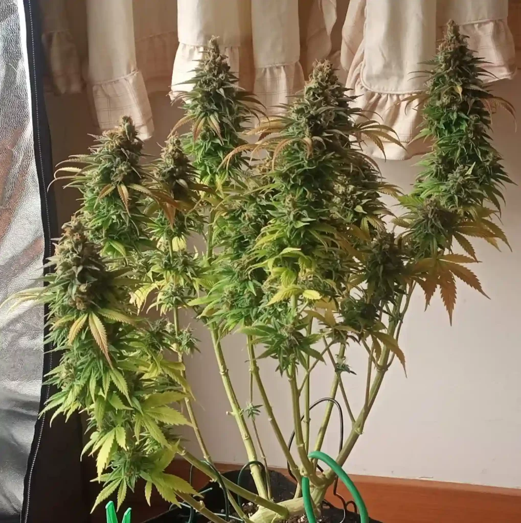 Mold Resistant Strains