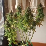 Mold Resistant Strains