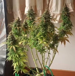 Mold Resistant Strains