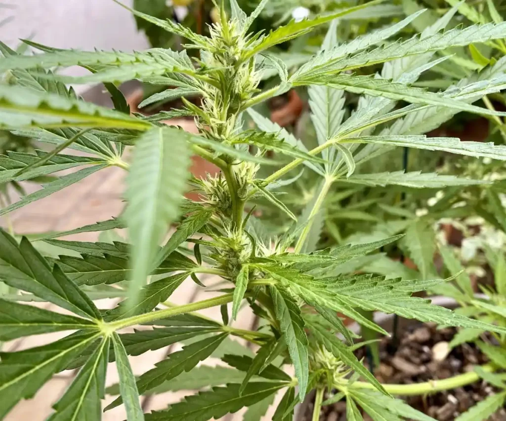 Mold Resistant Strains Hindu Kush