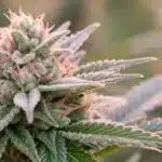 Northern Light Auto Bud