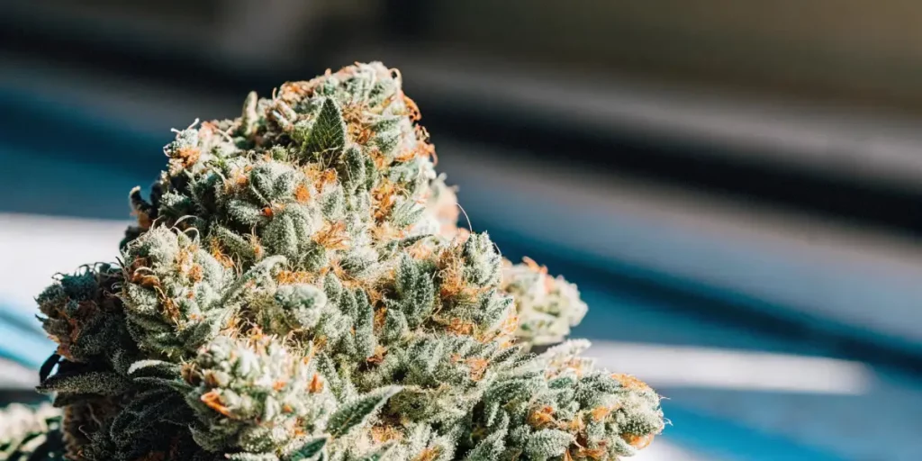 Close-up of a dense cannabis bud with purple hues and vibrant orange pistils, surrounded by green leaves.