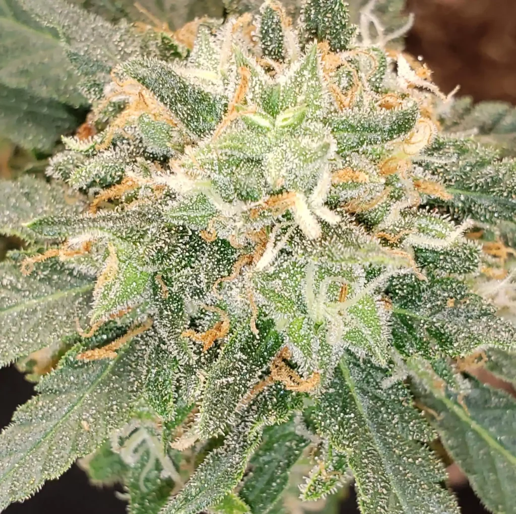 Macro shot of frosty Purple Star Killer cannabis buds covered in trichomes with deep purple highlights.