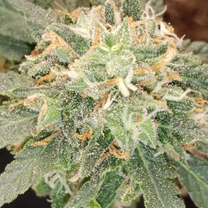 Macro shot of frosty Purple Star Killer cannabis buds covered in trichomes with deep purple highlights.