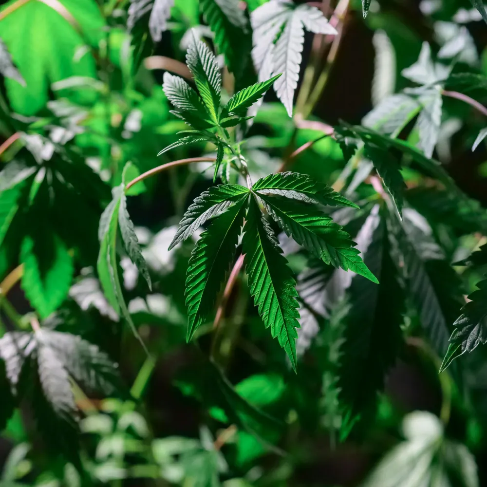 Should You Top Autoflowers