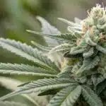 Close-up of a Silver Surfer Haze bud with a silvery sheen and detailed trichomes.