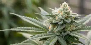 Close-up of a Silver Surfer Haze bud with a silvery sheen and detailed trichomes.