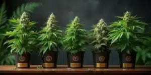 Best Weed Strains for Thanksgiving