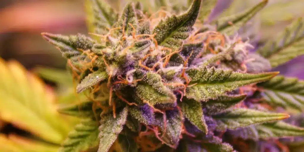 Zkittlez Fast Version Bud