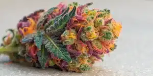 Close-up of a Zkittlez Regular bud with multicolored hues and dense resin on a neutral background.