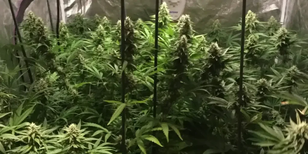 Flowering Chocolopez weed strain growing in an indoor cultivation tent under LED lighting