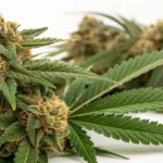 fully packed greenhouse with cannabis plants in full flowering stage under sunny skies