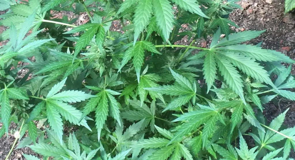 How to grow Chocolate Thai Tips