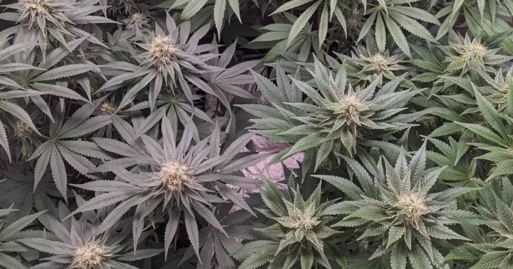 How to Grow Cinderella 99 Plantation