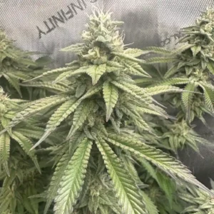 How to Grow Blackberry Moonstones Tips