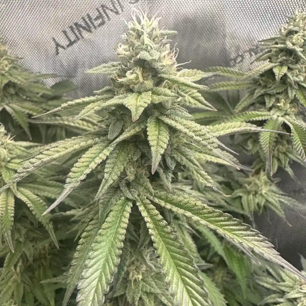 How to Grow Blackberry Moonstones Tips