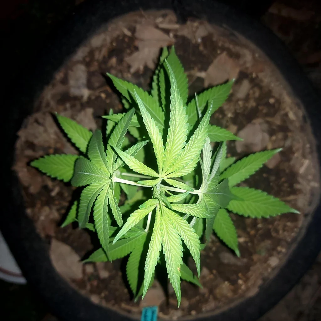 Top view of a young Banana Sherbet cannabis plant in a pot, showing vibrant green leaves spreading evenly.