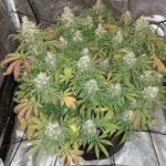 How to Grow Chocolopez