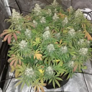 How to Grow Chocolopez