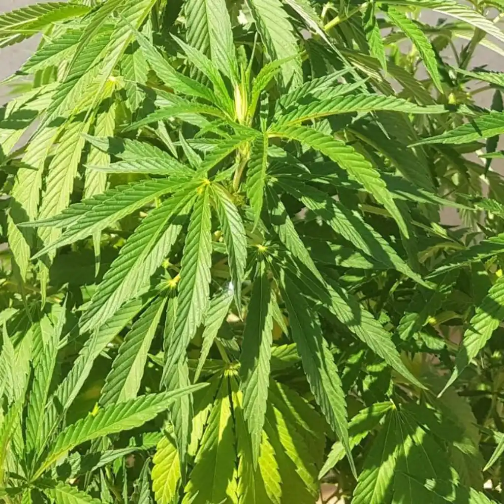 How to grow Gelato 41 Tips