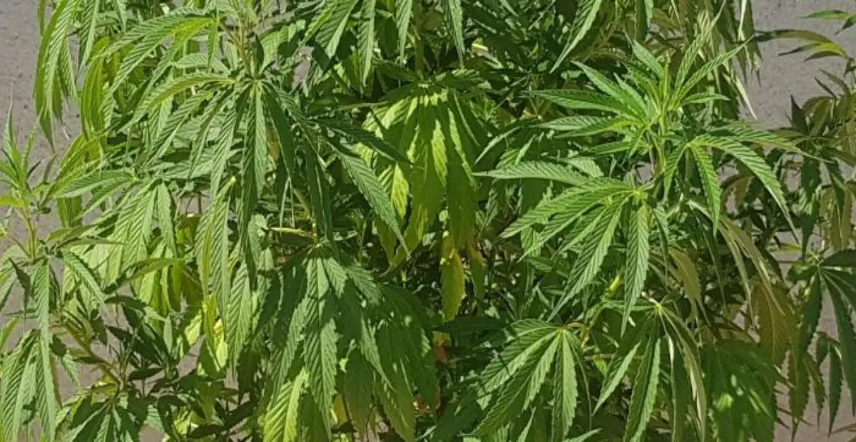 How to Grow Gelato 41