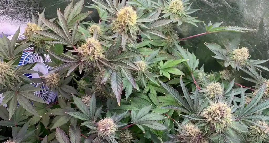 How to Grow 24K Gold Tops