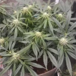 How to grow Chocolate Thai