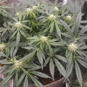 How to grow Chocolate Thai