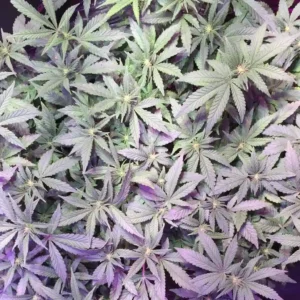 Top view of Girl Scout Cookies CBD plants with dense foliage and broad leaves, showing healthy indoor growth under LED lighting.