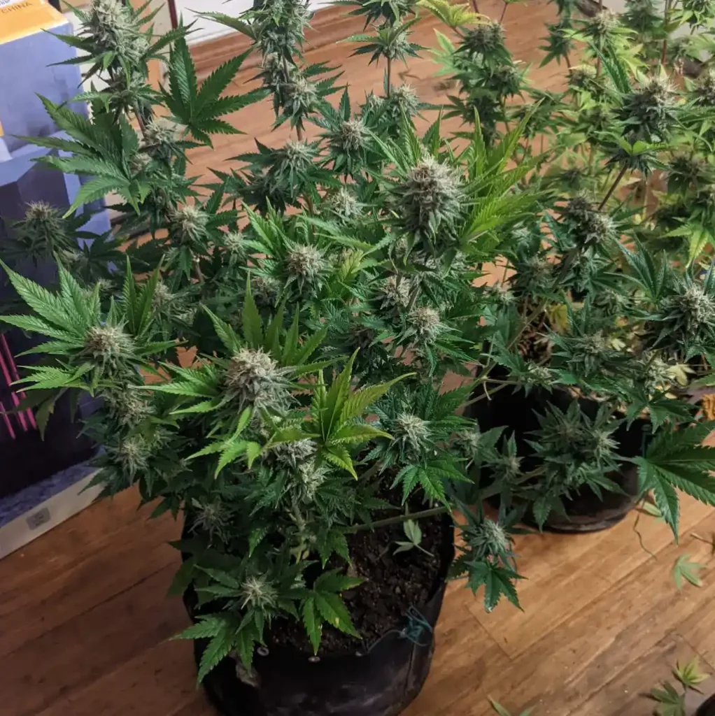 How to Grow Cinderella 99