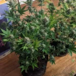 How to Grow Cinderella 99