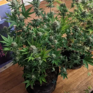 How to Grow Cinderella 99