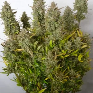 How to Grow Steve's Hellfire OG Tips