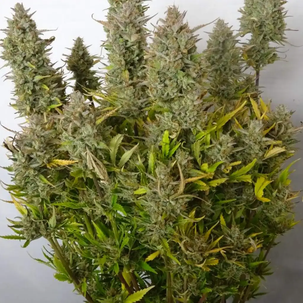 How to Grow Steve's Hellfire OG Tips