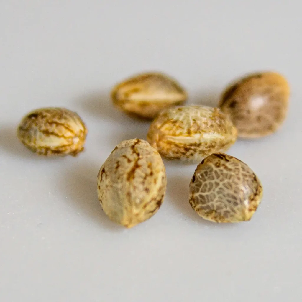 Close-up of several cannabis seeds on a white surface, showcasing their speckled patterns and smooth, oval shape.