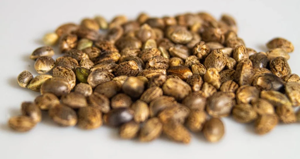 Pile of cannabis seeds spread on a white background, highlighting their varied sizes, speckled textures, and natural color variations.