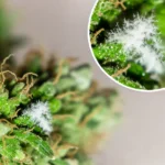 Marijuana Mold: Close-up of a cannabis bud showing white mold growth, magnified to highlight the fuzzy texture of the mold on the plant.