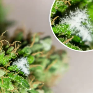 Marijuana Mold: Close-up of a cannabis bud showing white mold growth, magnified to highlight the fuzzy texture of the mold on the plant.