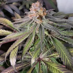 Close-up of a cannabis bud with trichomes and purple hues, representing a typical example of mids weed quality and structure.