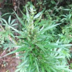 Close-up of a Cannabis Ruderalis plant growing outdoors, showing its thin leaves and compact structure, highlighting its resilience and effects.