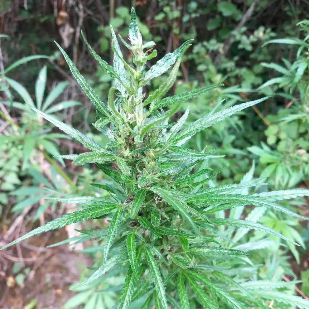 Close-up of a Cannabis Ruderalis plant growing outdoors, showing its thin leaves and compact structure, highlighting its resilience and effects.