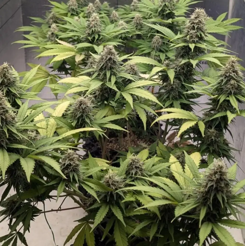 Indoor cannabis plants thriving with dense buds, demonstrating the best cannabis seed genetics for optimal growth and yield.