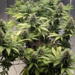 Indoor cannabis plants thriving with dense buds, demonstrating the best cannabis seed genetics for optimal growth and yield.