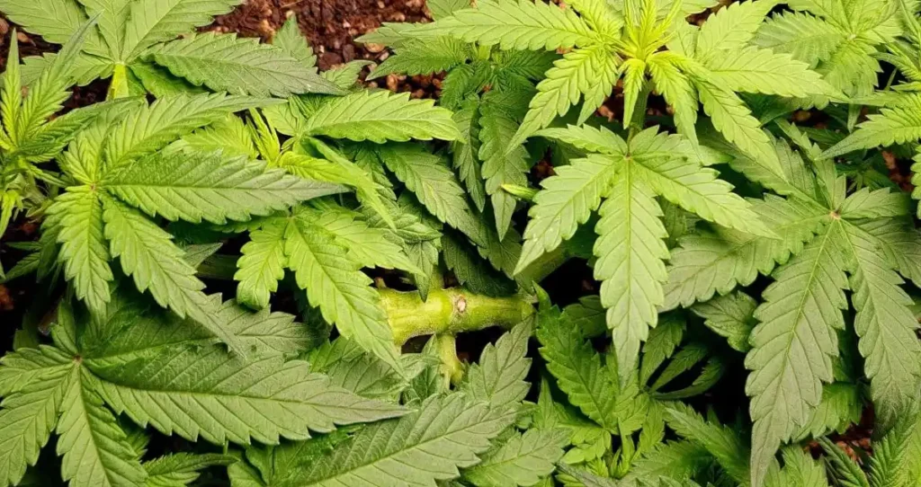 Incredible Cannabis Strains: Healthy cannabis plant showing lush green leaves and a thick stem, thriving in soil under natural lighting.