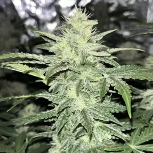 Incredible Cannabis Strains: Close-up of a dense cannabis bud covered in frosty trichomes, growing indoors with dark green leaves.
